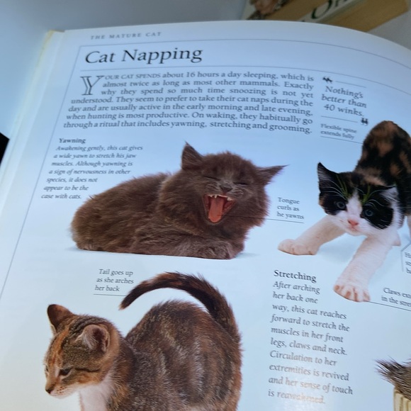 Know Your Cat by Bruce Fogle DVM great pictures & greater information - Picture 11 of 12